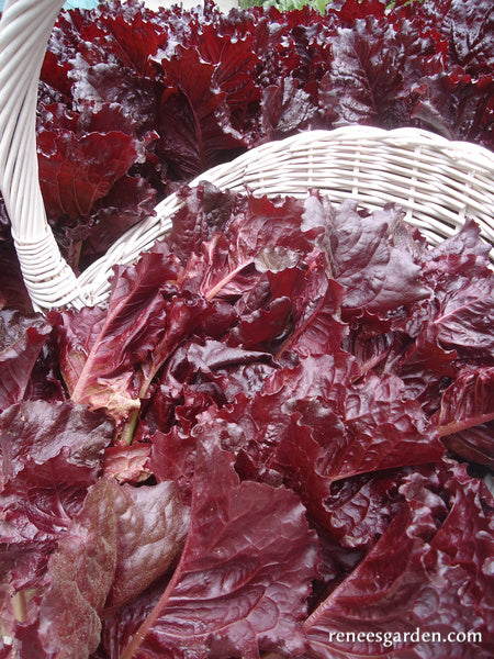 French Red Leaf Lettuce - Redina Organic