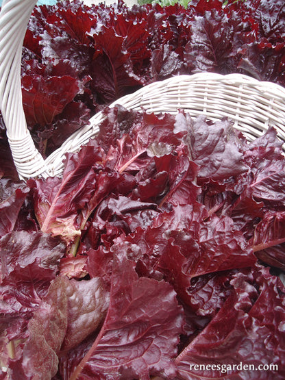 French Red Leaf Lettuce - Redina Organic