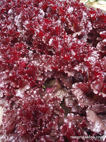 French Red Leaf Lettuce - Redina Organic
