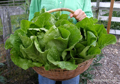 Heirloom Romaine Lettuce - Jericho Organic