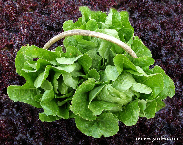 Heirloom Romaine Lettuce - Jericho Organic