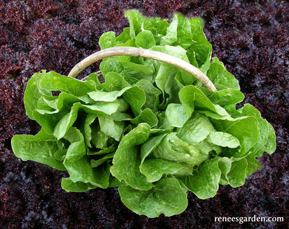 Heirloom Romaine Lettuce - Jericho Organic