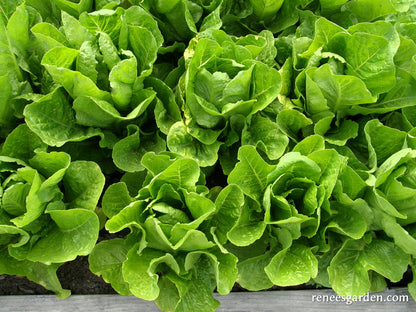 Heirloom Romaine Lettuce - Jericho Organic