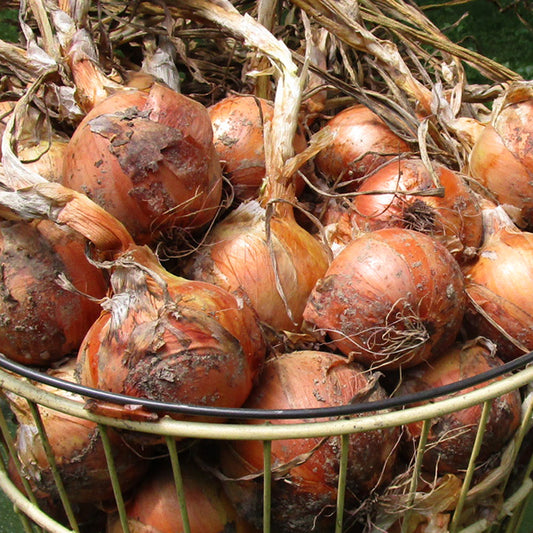 Long Keeping Onions - Patterson