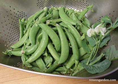 Sugar Snap Peas - Super Sugar Snap