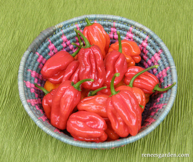 Habanero Chile - Red Savina