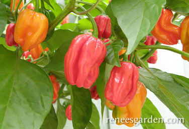 Habanero Chile - Red Savina