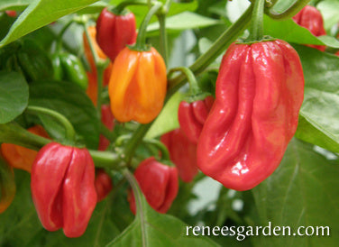 Habanero Chile - Red Savina