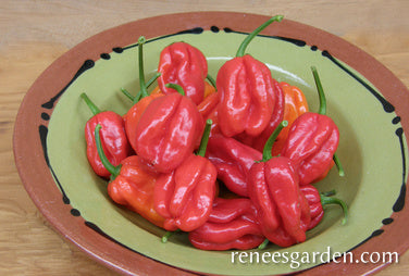 Habanero Chile - Red Savina