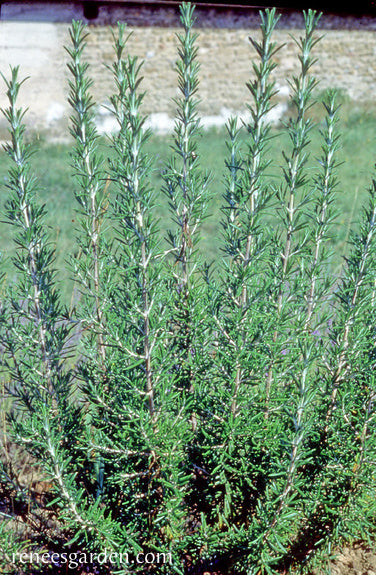 Kitchen Herbs - French Rosemary
