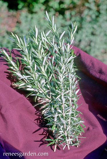 Kitchen Herbs - French Rosemary