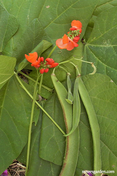 Magic Beanstalk - Scarlet Runner Bean
