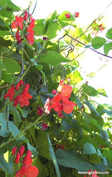 Magic Beanstalk - Scarlet Runner Bean