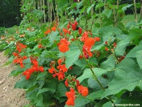 Magic Beanstalk - Scarlet Runner Bean