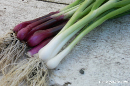 Salad Scallions - Delicious Duo