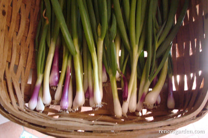 Salad Scallions - Delicious Duo