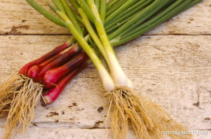 Salad Scallions - Delicious Duo
