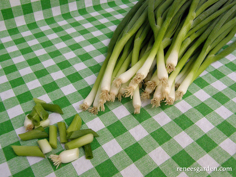 Salad Scallions - Parade