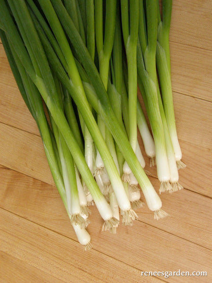 Salad Scallions - Parade