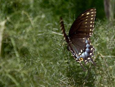 Butterfly Flowers - Swallowtail Fennel