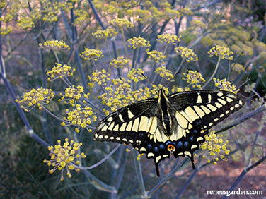 Butterfly Flowers - Swallowtail Fennel