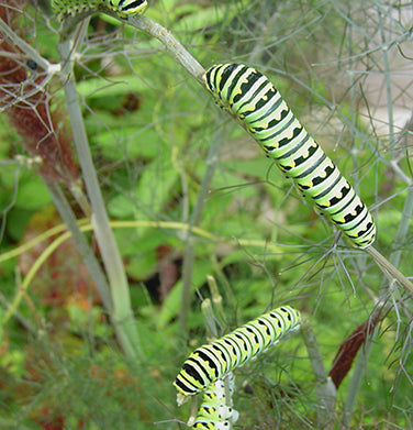 Butterfly Flowers - Swallowtail Fennel