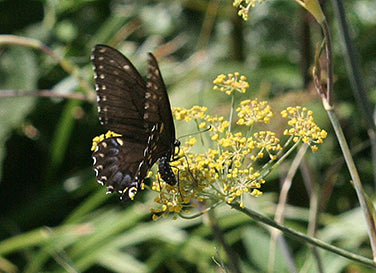 Butterfly Flowers - Swallowtail Fennel