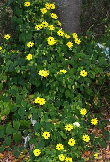 Heirloom Thunbergia - Black-Eyed Susan Vine