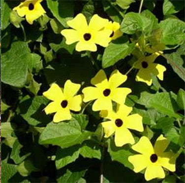 Heirloom Thunbergia - Black-Eyed Susan Vine