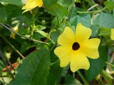 Heirloom Thunbergia - Black-Eyed Susan Vine