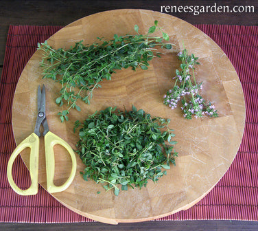 Kitchen Herbs - Creeping Thyme