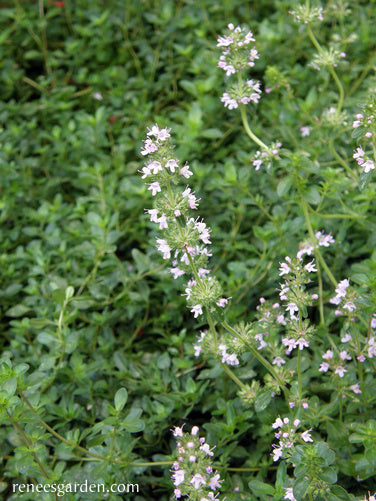 Kitchen Herbs - Creeping Thyme