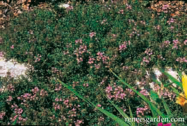 Kitchen Herbs - Creeping Thyme