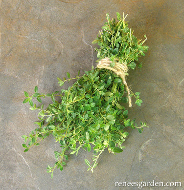 Kitchen Herbs - Creeping Thyme