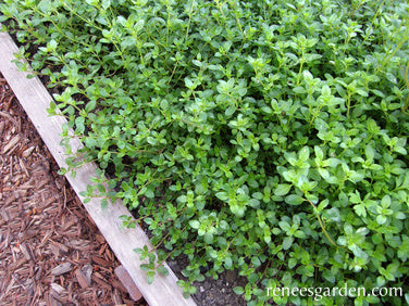 Kitchen Herbs - Creeping Thyme