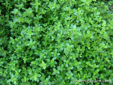 Kitchen Herbs - Creeping Thyme