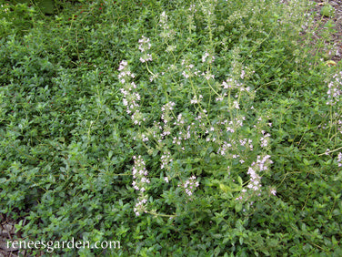 Kitchen Herbs - Creeping Thyme