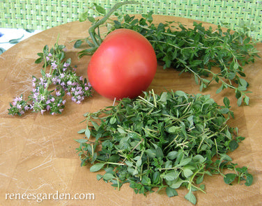 Kitchen Herbs - Creeping Thyme