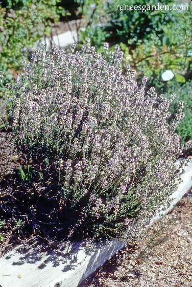 Kitchen Herbs - French Thyme