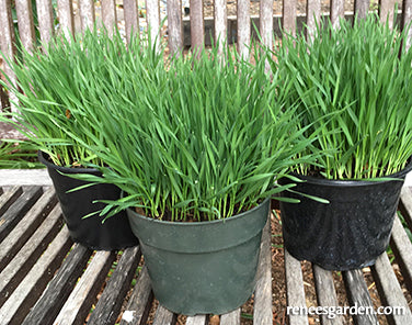 Bonus Pack - Wheatgrass For Juicing Organic
