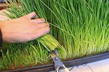 Bonus Pack - Wheatgrass For Juicing Organic