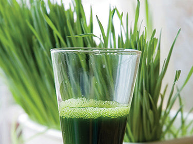 Bonus Pack - Wheatgrass For Juicing Organic