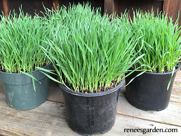 Bonus Pack - Wheatgrass For Juicing Organic